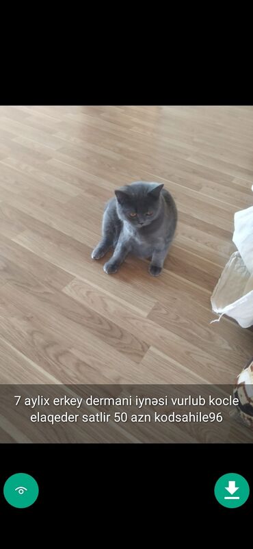 Pişiklər: Erkək, Ünvandan götürmə — 11