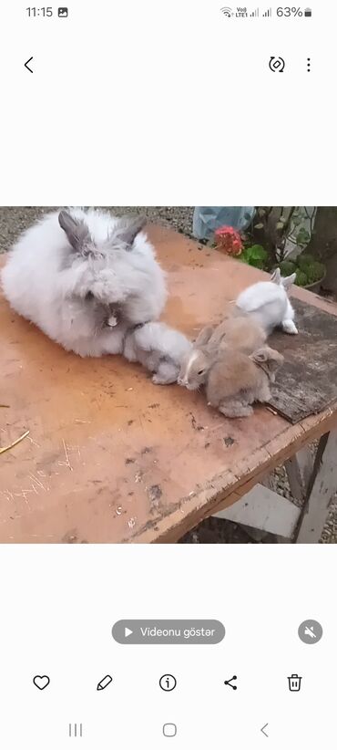 Dovşanlar: Angora tipli tüklü dovşanlar bala 8 manat - Növ: Uzun tüklü (Angora — 13