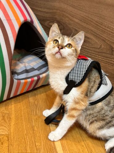 Pişiklər: Dişi, Erkək, Yaxşı əllərə, Ödənişli çatdırılma, Ünvandan götürmə — 8