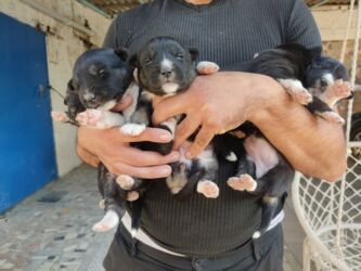 çoban itlər: Хаски, Самка