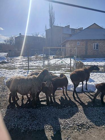 Баран, овца: Продаю | Овца (самка) | Для разведения | Матка — 8