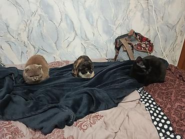 Pişiklər: Şotland — 17