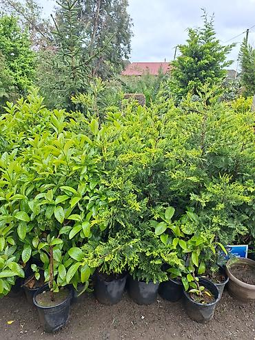 Ağaclar: Ağac, gullerin satişi — 7