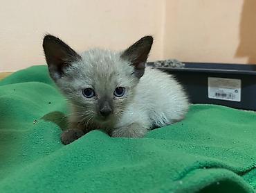 Отдам даром кошку: 1 месяц, Мальчик at lalafo.kg — 3 Отдам даром кошку: 1 месяц, Мальчик — 3
