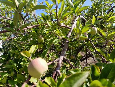 Продажа домов: Дом, 300 м², 4 комнаты, Собственник, Косметический ремонт at lalafo.kg — 26 Продажа домов: Дом, 300 м², 4 комнаты, Собственник, Косметический ремонт — 26