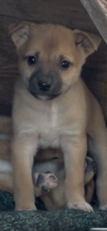 Продажа собак: 1 месяц, Самец — 14