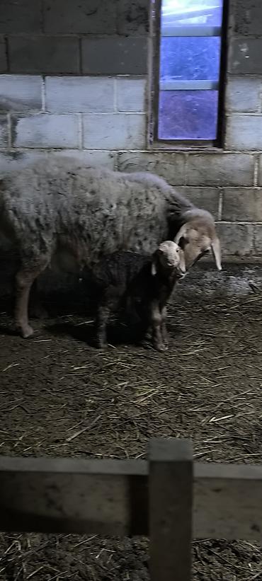 Баран, овца: Продаю | Баран (самец) | Арашан | Для разведения | Племенные — 16