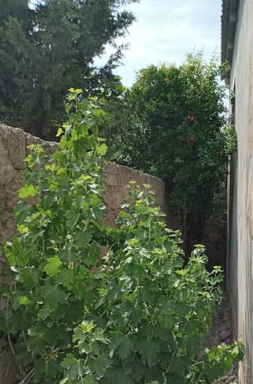 Həyət evləri və villaların satışı: Binə 4 otaqlı, 100 kv. m, Kredit yoxdur, Orta təmir — 25