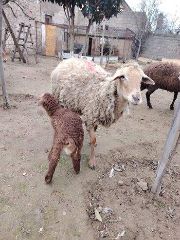 Qoyunlar, qoçlar: Məhsul: Qoyun və quzular Qoyun balası ilə satılır cəm 13 qoyun 13 — 5