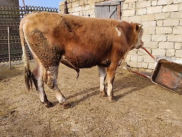 Dana, buzov: Simental tipli dana - Cins: Simental tipli, ətlik istiqamət - Rəng — 7