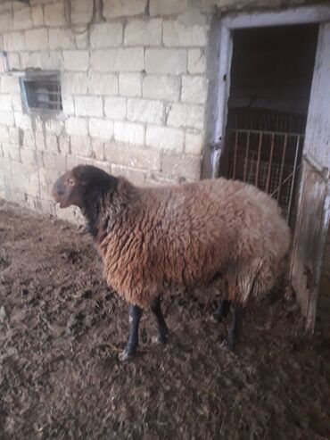 Qoyunlar, qoçlar: Erkək, il: 2, Ətlik — 7