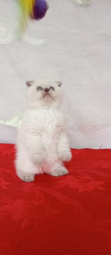 Pişiklər: Britan yastı qulaq, Erkək, Dişi, Yaxşı əllərə, Ünvandan götürmə, Pulsuz çatdırılma, Ödənişli çatdırılma — 151