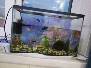 бассейн для рыбы: Рыба домашняя продам за 5000 тесяч