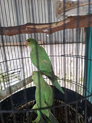 Akvarium aksessuar və ləvazimatları: Məhsul: Yaşıl papağan cütü (kiçik növ, uzun quyruqlu) - Rəng: Parlaq