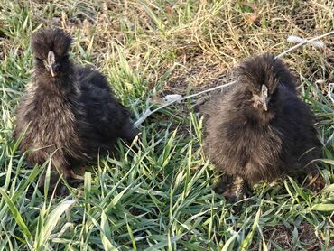 Куры, петухи: Продаю | Куры | Для разведения — 5