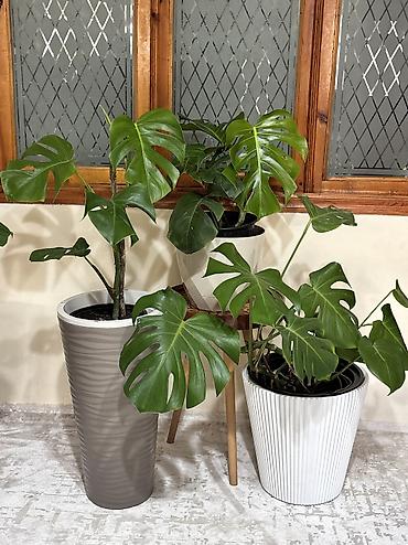 turac quşu qiyməti: Monstera qiymət 20-25-35-45azn. Ünvan Şamaxinka. Burdan götürə — 4