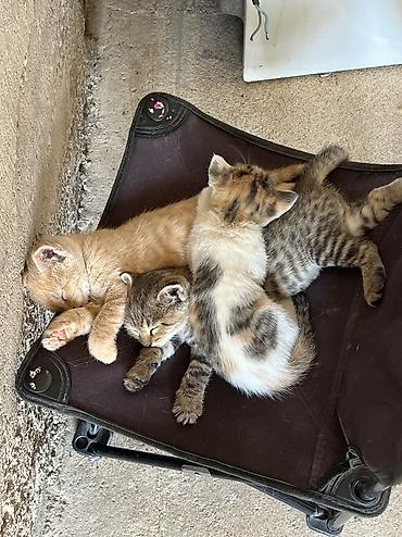 ищу кота для вязки: Отдам котят в хорошие руки — 1