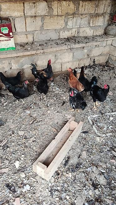 toyuqlar: 12 becedi 2 yumrta yan toyuq sex deyl toyqun balalardi 7 aylqdi lar — 2