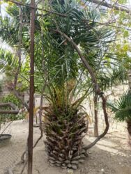 Çöl bitkiləri: Xurma! 10 yaşi var qiymetde razlasmaq olar