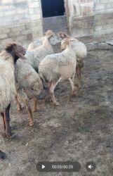 bmw 3 серия 325ci at: Qoyunlar, qoçlar