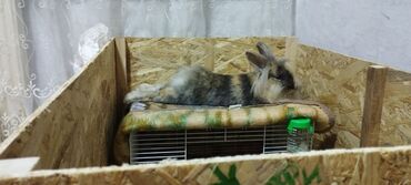клетки для животных: Продается декаротивный кролик девочка .В комплекте клетка