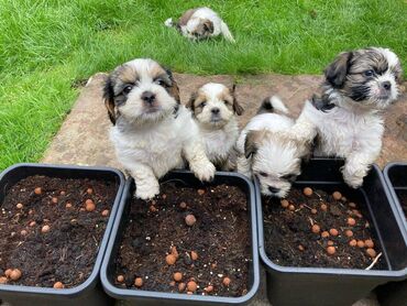 974 ads for count | lalafo.gr: Shih Tzu Puppies for Sale We have 2 amazing little Shih Tzu puppies