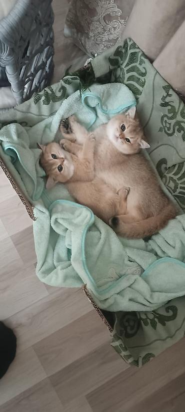 Pişiklər: Britan — 12