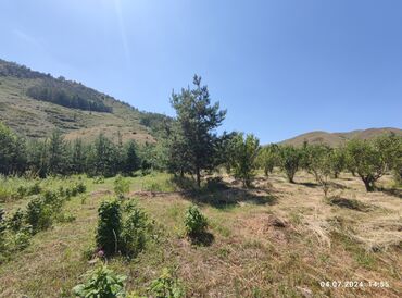 Продажа участков: 255 соток, Для сельского хозяйства — 10