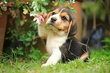 američki staford ženka: Beagle štene – inteligentno, razigrano i nežno porodično društvo - — 3
