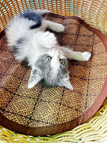 продаю котят бишкек: Котята — домашние любимцы Описание: - Милые котята разной окраски — 2