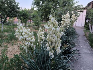 Продажа домов: Дом, 1441 м², 8 комнат — 32