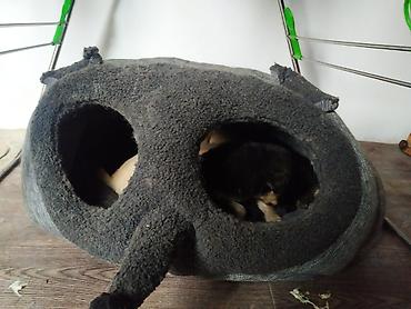 Продажа собак: 3 года, Самка — 3