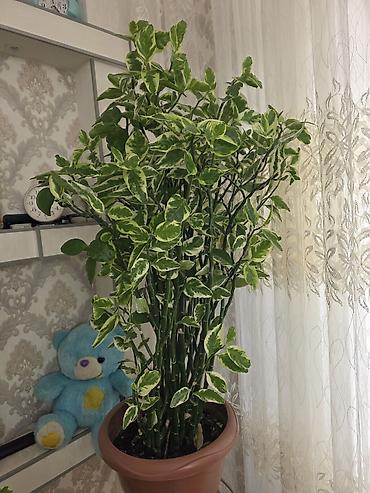 ev guleri: Zamiokulkas “Raven” deyil, variegatlı Schefflera (Umbrella Plant) — 1
