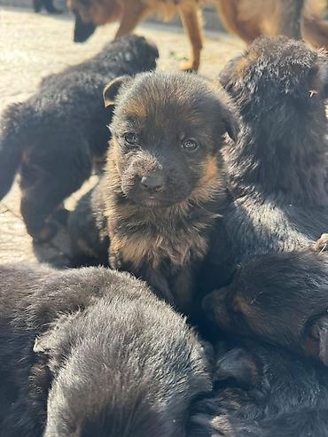 тайган собаки: 🐕 ПРОДАЮТСЯ ЧИСТОКРОВНЫЕ НЕМЕЦКИЕ ОВЧАРКИ! 🐕 Предлагаем к продаже — 8