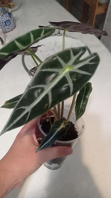 алоказия: Алоказия ‘Полли’ (Alocasia x amazonica ‘Polly’) — — 3
