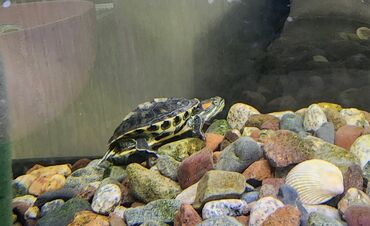 живые черепахи: Продаю красноухая черепаху