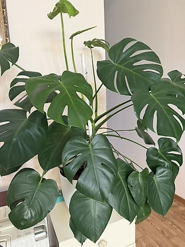 драконий фрукт: Монстера деликатесная (Monstera deliciosa) в декоративном горшке. - — 1