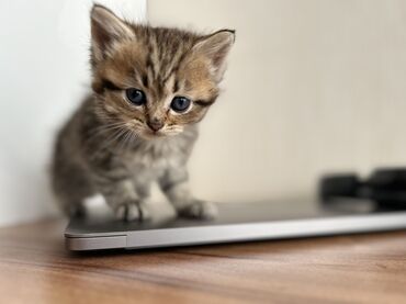 Pişiklər: Şinşilla -da lalafo.az — 19 Pişiklər: Şinşilla — 19