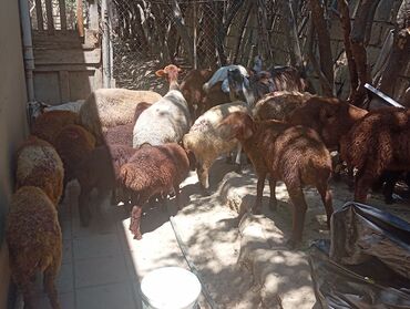 K/t heyvanları üçün mallar: Quzu, Erkək, Qala, ay: 3, 1 kq, Damazlıq, Ünvandan götürmə