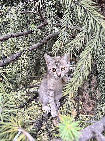 котята черные: 2 месяца, Девочка — 1