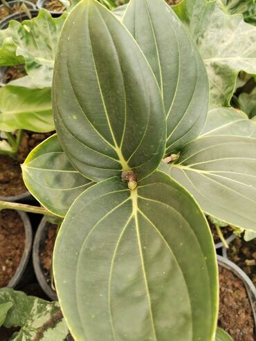 Otaq bitkiləri: Otaq bitkiləri – Fikus elastika kolleksiyası və digər dekorativ növlər — 12