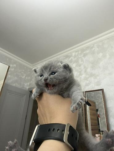 Pişiklər: Britan, Dişi — 3