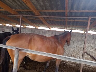 продажа кочкор: Сатам | Бээ (ургаачы) | Көбөйтүү үчүн
