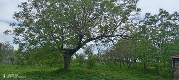 Həyət evləri və villaların satışı: 15 otaq, 300 kv. m, Kredit yoxdur, Orta təmir -da lalafo.az — 17 Həyət evləri və villaların satışı: 15 otaq, 300 kv. m, Kredit yoxdur, Orta təmir — 17