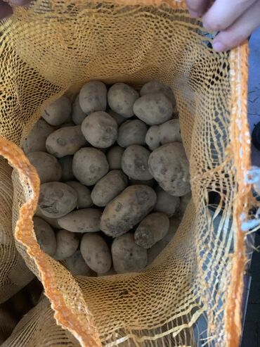 цена картошки в бишкеке: Куплю картошка Оптом Недорого