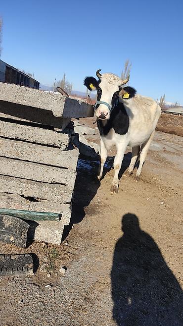 Коровы, быки: Продаю | Корова (самка) | Для разведения, Для молока | Стельные at lalafo.kg — 16 Коровы, быки: Продаю | Корова (самка) | Для разведения, Для молока | Стельные — 16