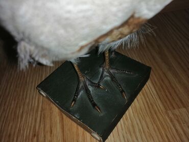 Ptice: Preparirana ptica — 7