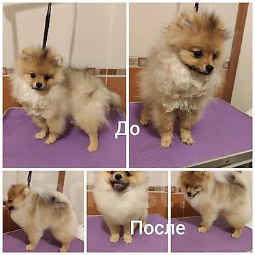 İtlər: Pudel, 6 ay, Dişi -da lalafo.az — 2 İtlər: Pudel, 6 ay, Dişi — 2