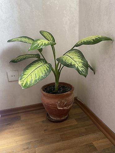 bitki guli: Dieffenbaxiya (Dieffenbachia) dekorativ otaq bitkisi — 1