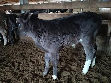 Коровы, быки: Продаю | Музоо, торпок | Для разведения — 9